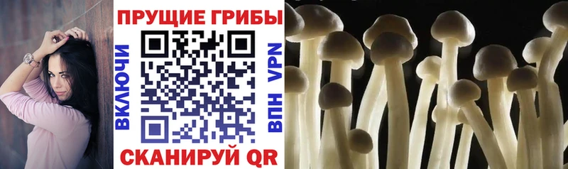 Купить закладки  Кукмор  Галлюциногенные грибы Psilocybine cubensis 